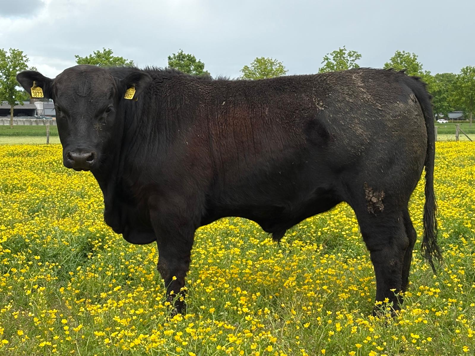 3873 Stier
